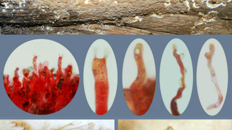 Expertiză biologică